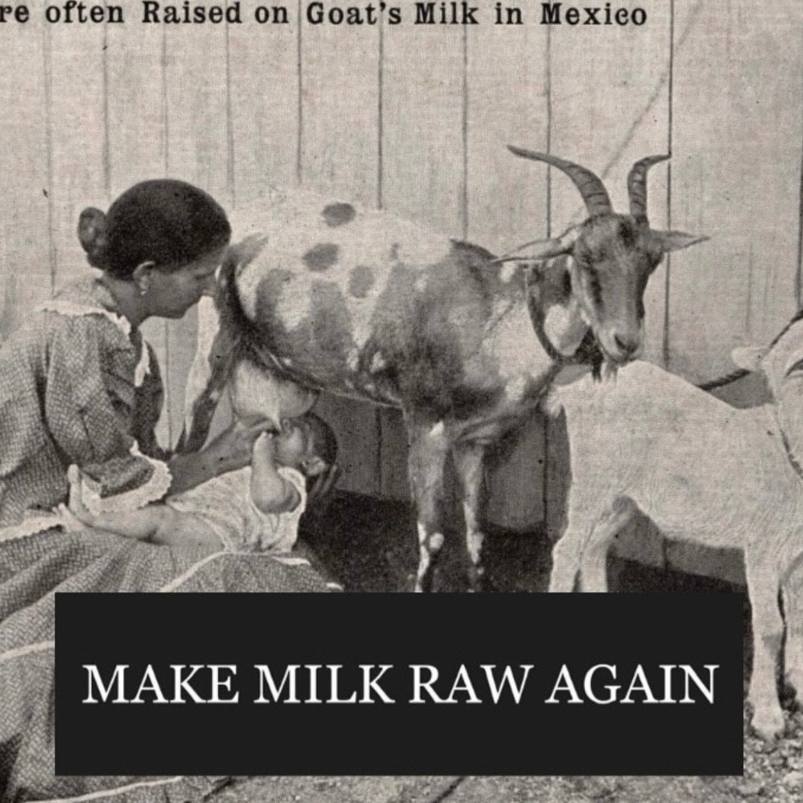 Make Milk Raw Again Bumper Sticker