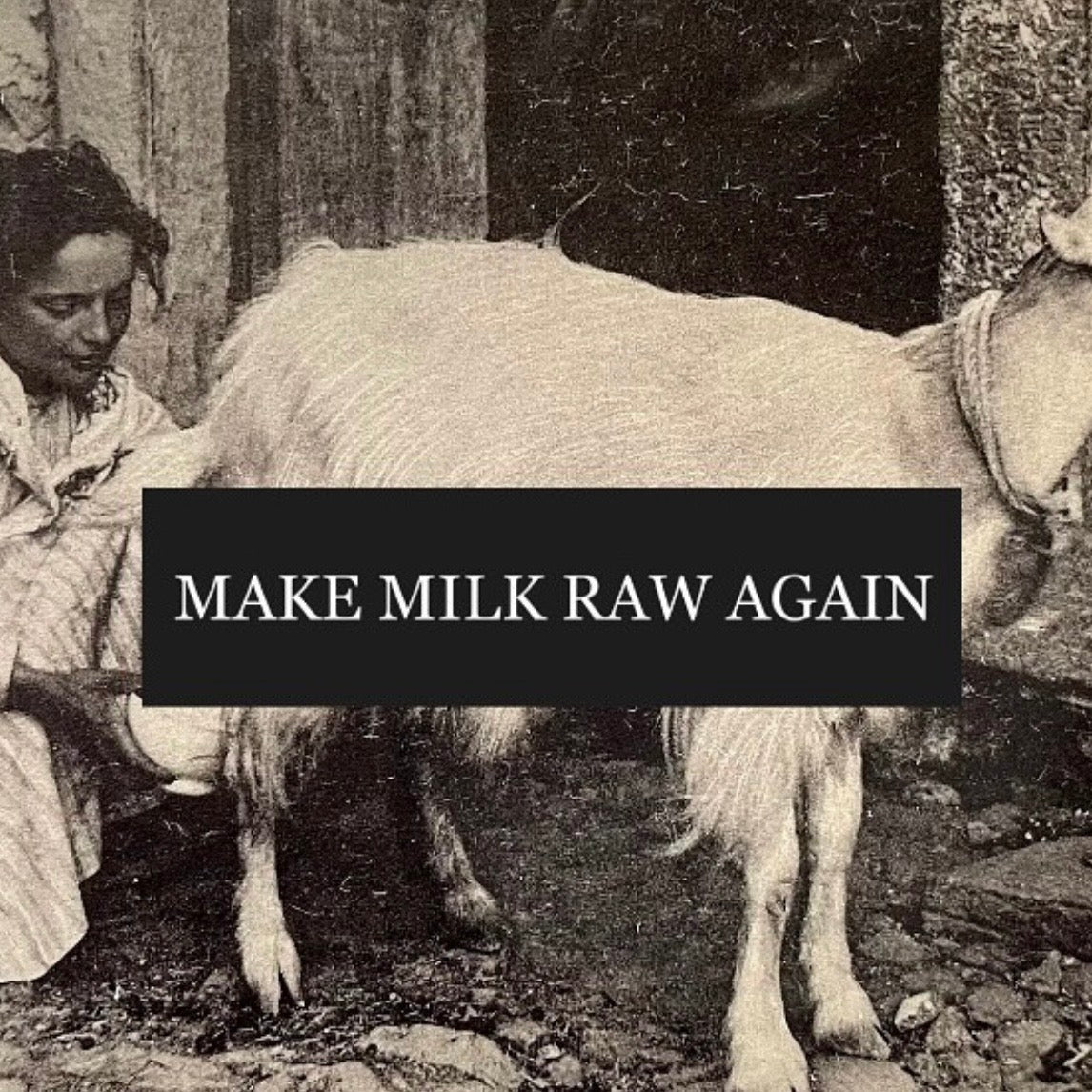 Make Milk Raw Again Bumper Sticker